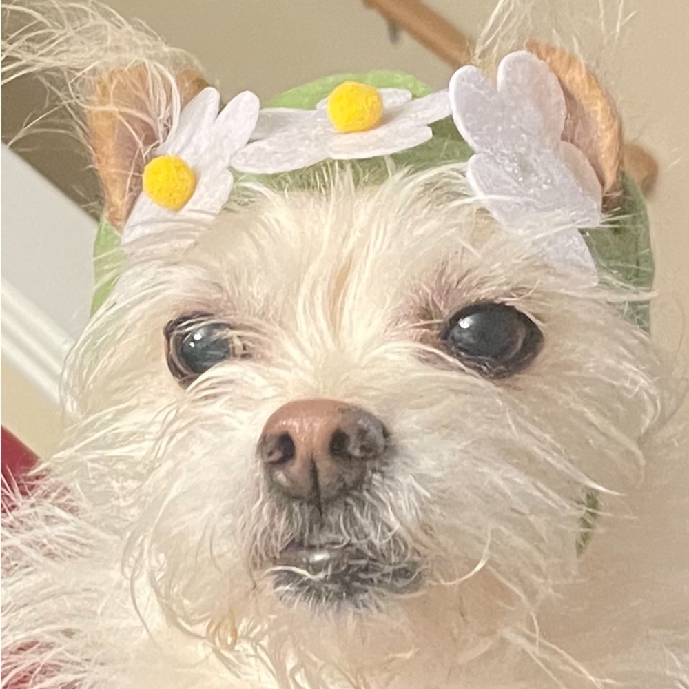 Meet your Posher, Gina